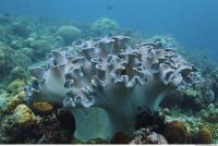 Corals 0050